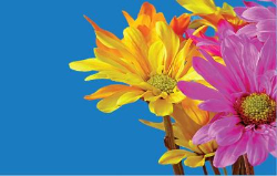 Image Based Graphic Design sm